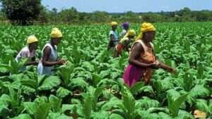 CBN Agric Loan Application Form